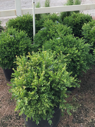 Evergreen Shrubs