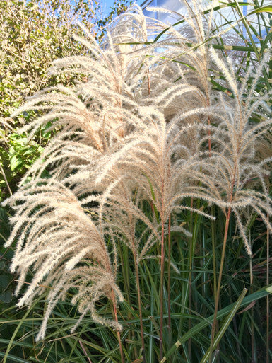 Grasses