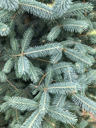 Evergreen Trees