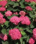 Hydrangea, Invincibelle Ruby #3