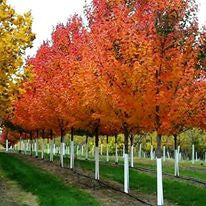 Maple, Hybrid, Sienna Glen