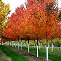 Maple, Hybrid, Sienna Glen