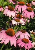 Coneflower, Magnus  #1