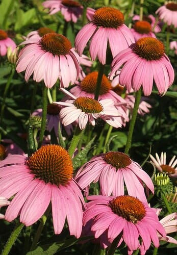 Coneflower, Magnus  #1