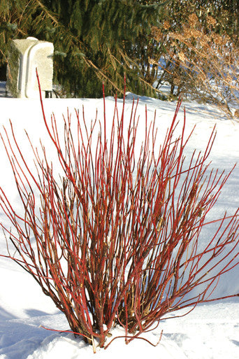 Dogwood, Arctic Fire #3