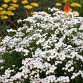 Yarrow, Peter Cottontail #1