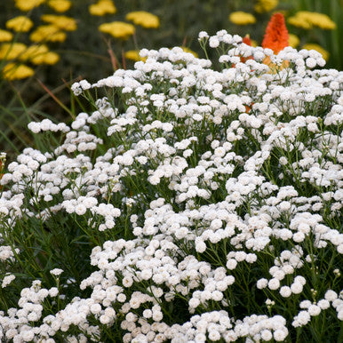 Yarrow, Peter Cottontail #1