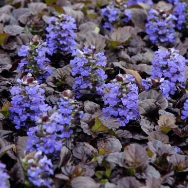 Bugleweed, Black Scallop #1