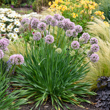 Allium, Bubble Bath #1