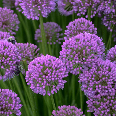 Allium, Millenium #1