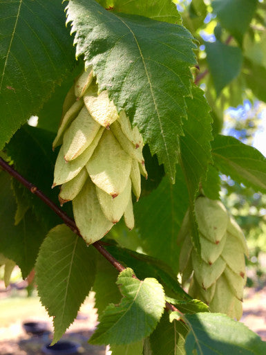 Hophornbeam, American