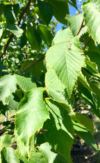 Hophornbeam, American