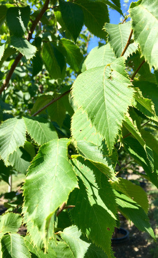 Hophornbeam, American