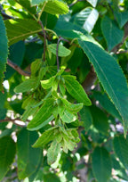 Hornbeam, American, Wisconsin Red