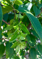 Hornbeam, American