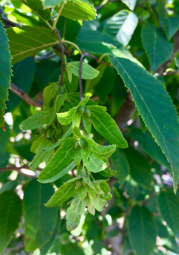 Hornbeam, American
