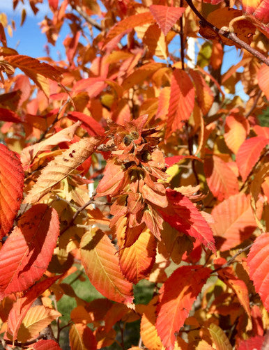 Hornbeam, American