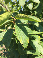Hornbeam, American