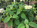 Hydrangea, Annabelle #5