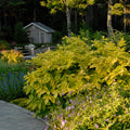 Aralia, Sun King #1