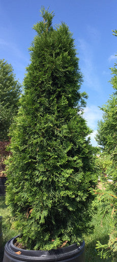 Arborvitae, Emerald Green #15