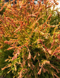 Arborvitae, Fire Chief #3