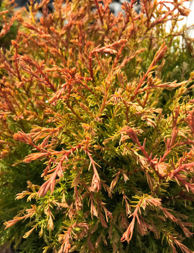 Arborvitae, Fire Chief #3