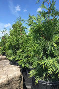 Arborvitae, Green Giant #15