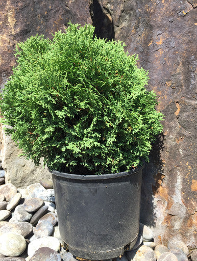 Arborvitae, Hetz Midget #5