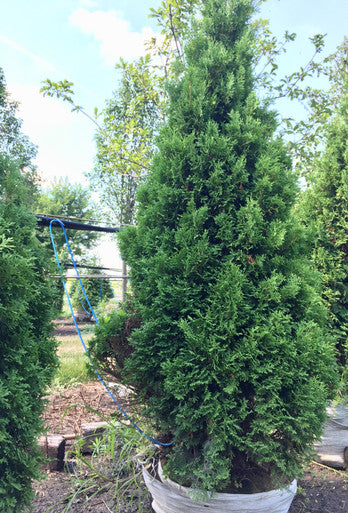 Arborvitae, Holmstrup #15