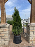 Arborvitae, North Pole