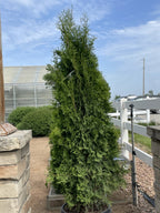 Arborvitae, North Pole