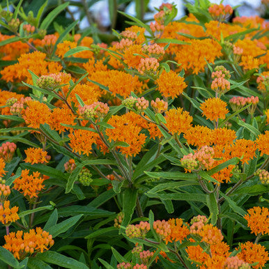 Butterfly Weed #1