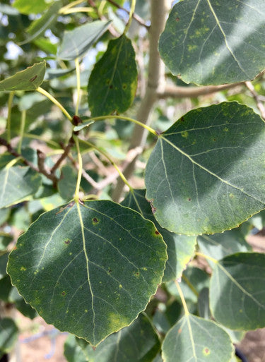 Aspen, Summer Shimmer