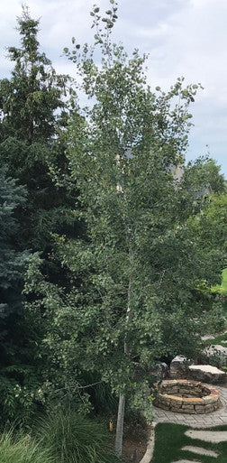 Aspen, Quaking