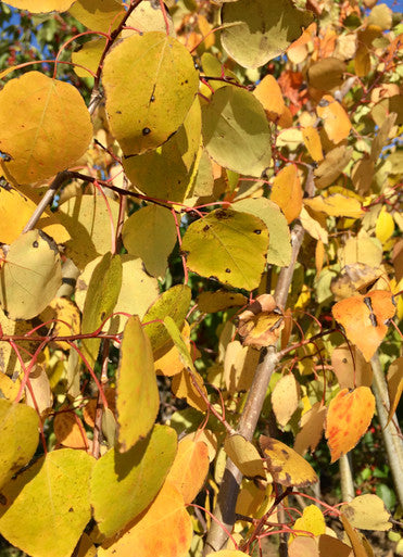 Aspen, Quaking
