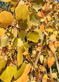 Aspen, Quaking