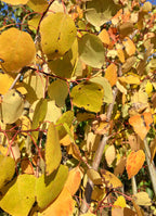 Aspen, Quaking