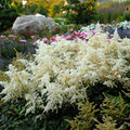 Astilbe, Deutschland #1