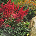 Astilbe, Fanal Red #1