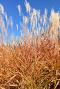 Grass, Autumn Flame/Purpurascens #2