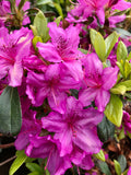 Azalea, Karen #3
