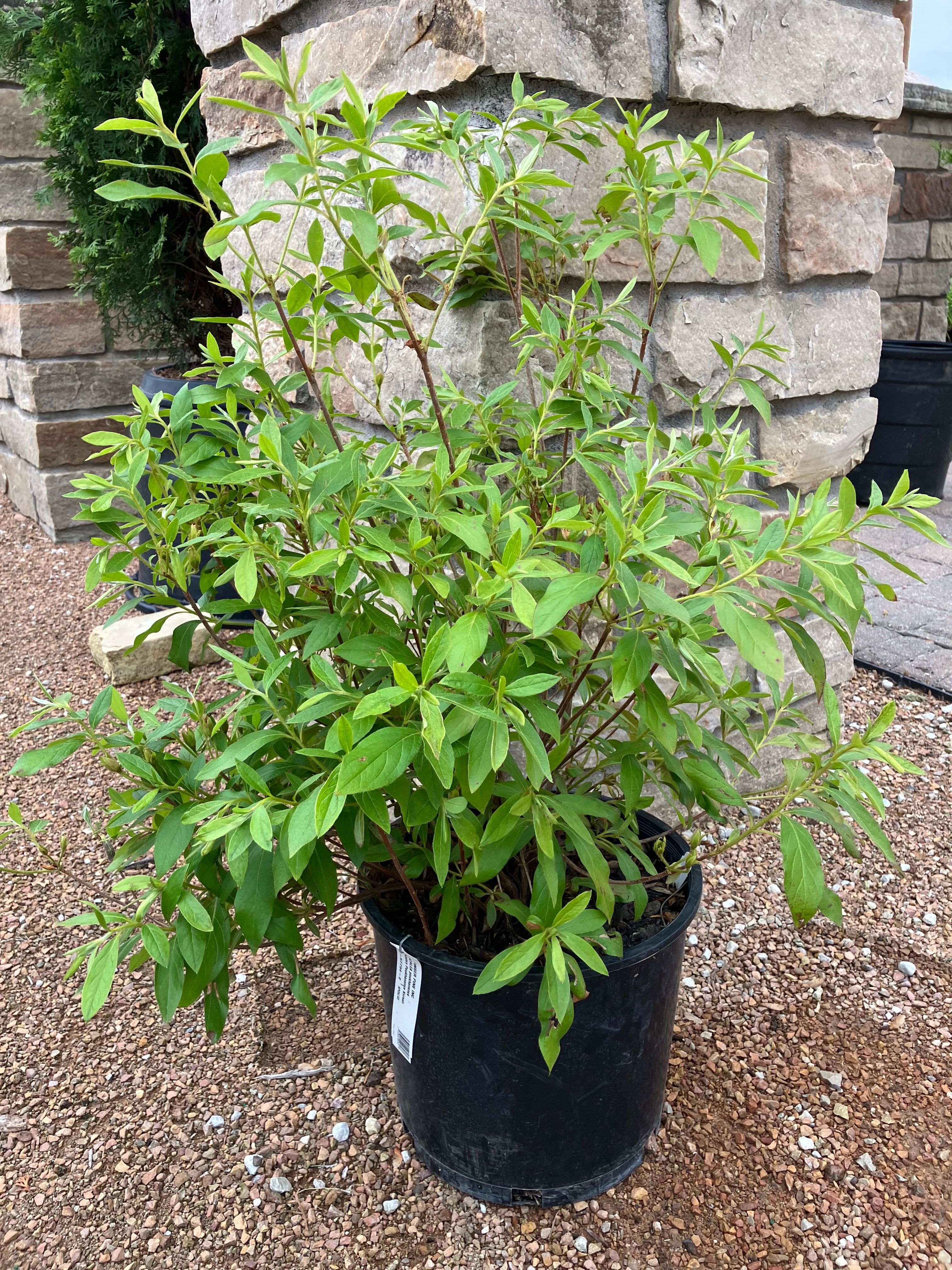 Azalea, Compact Korean