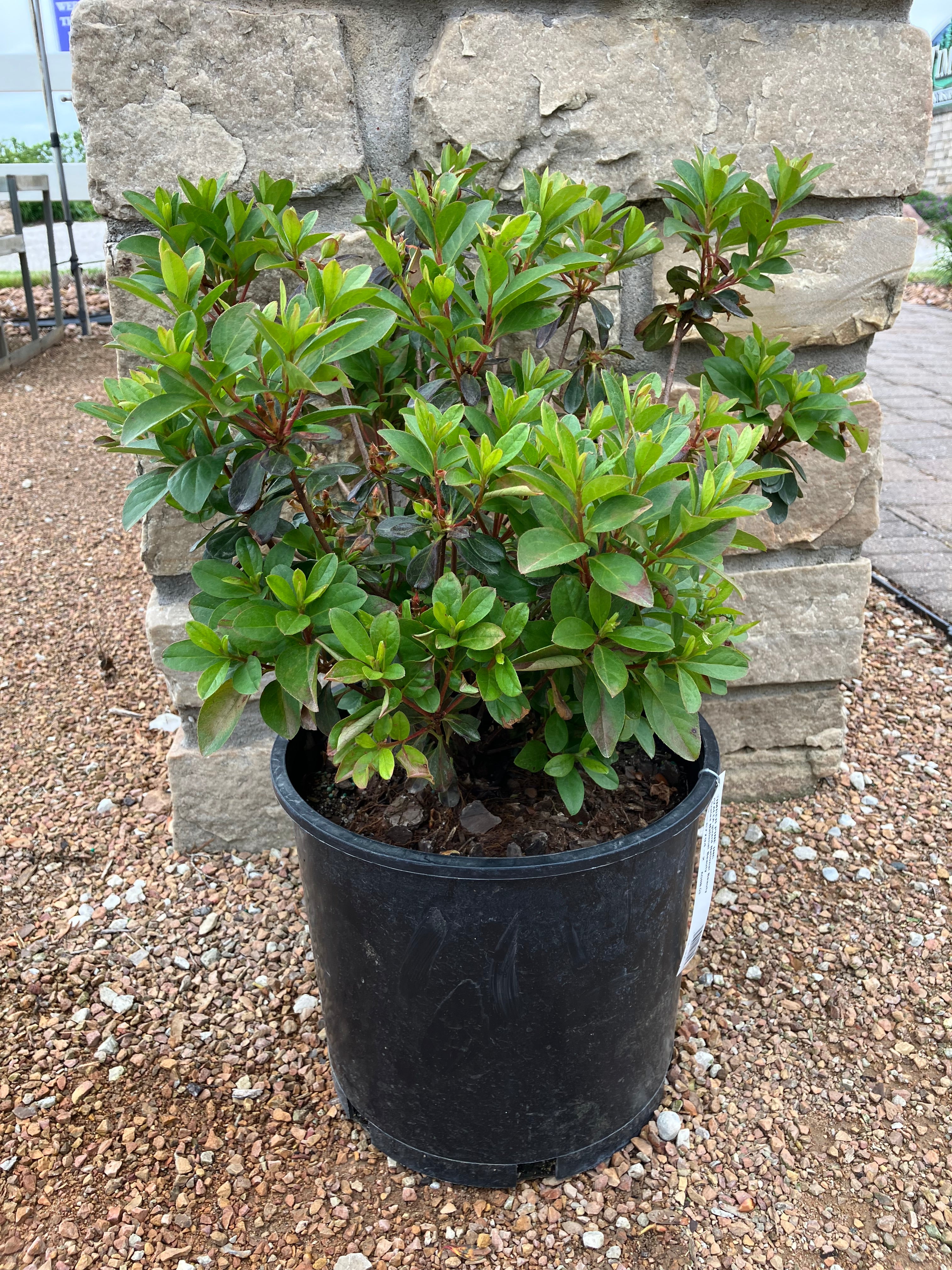 Azalea, National Beauty
