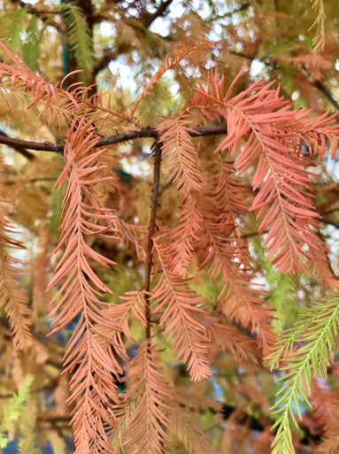 Cypress, Bald