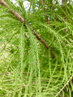 Cypress, Bald