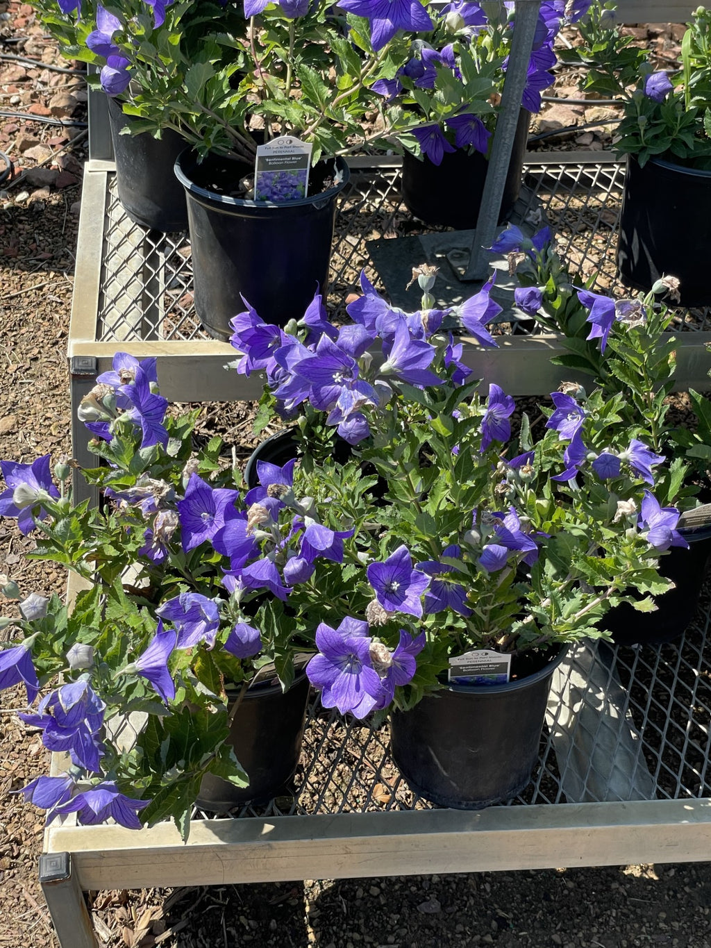 Balloon Flower, Sentimental Blue