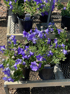 Balloon Flower, Sentimental Blue
