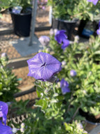 Balloon Flower, Sentimental Blue