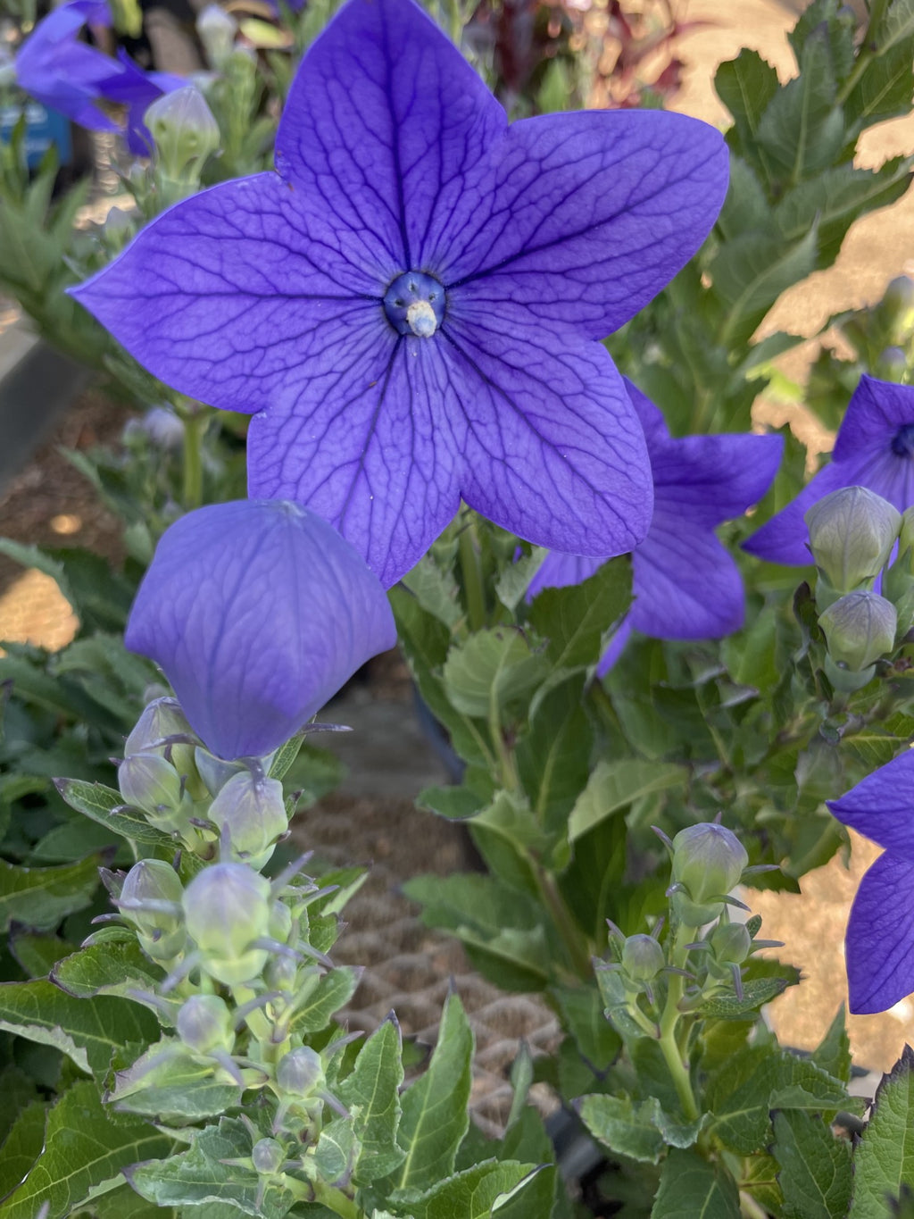 Balloon Flower, Sentimental Blue